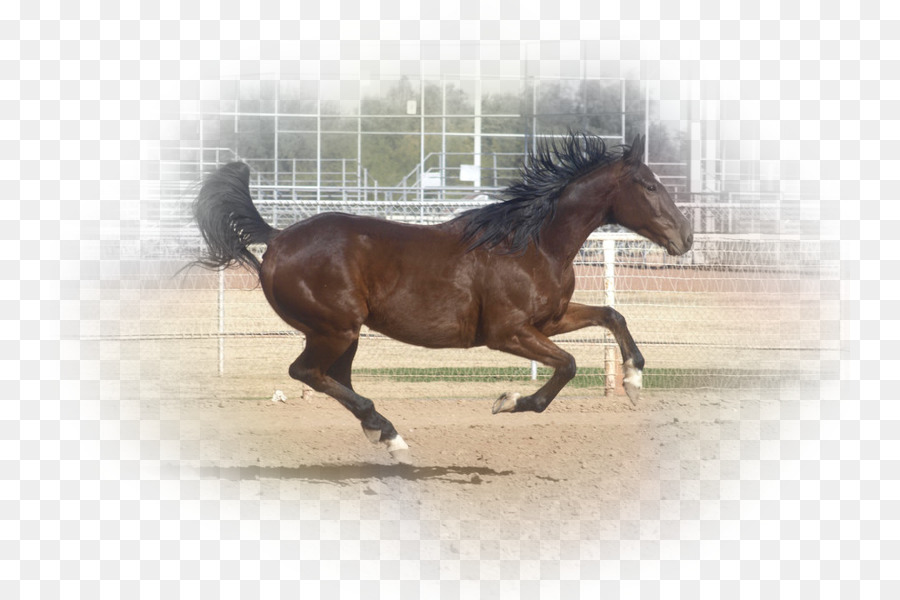 Con ngựa Mustang Kiềm chế Ngựa Săn chỗ ngồi - mustang