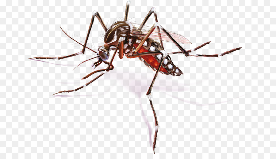 Zanzara della febbre gialla Zika virus Zika febbre Malattia - vettoriale