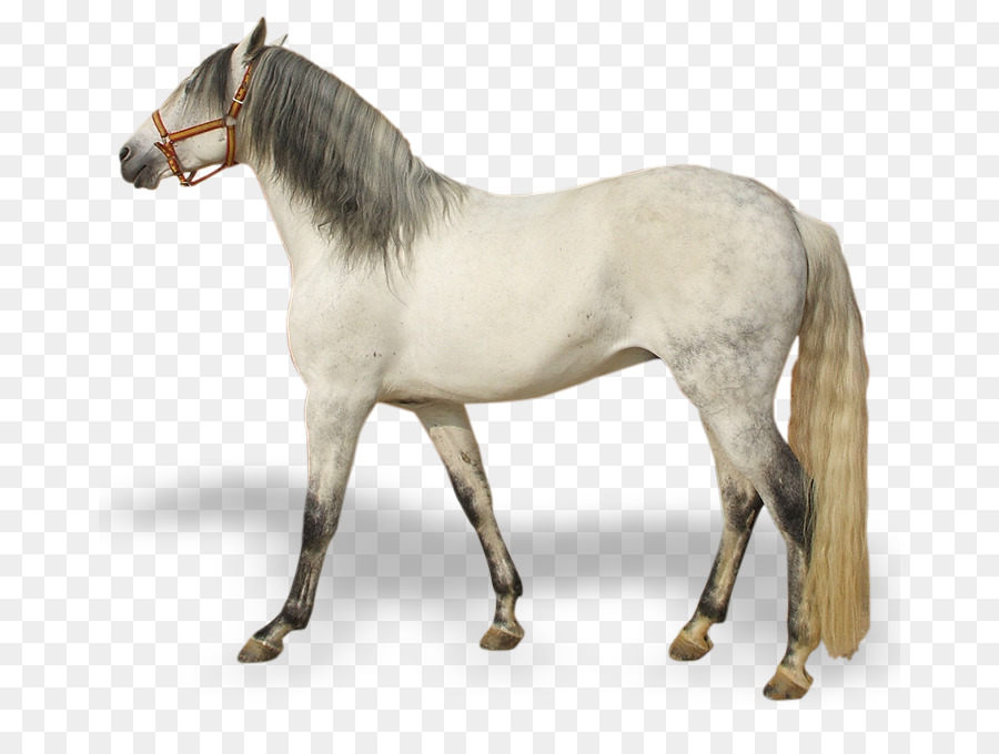 Mustang Pony Hengst Rein andalusischen Pferd - Mustang