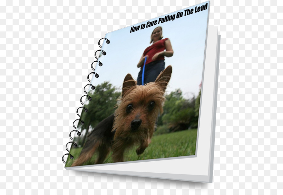 Terrier Úc Silky Úc Terrier Norwich Chó Yorkshire Terrier Cairn - dẫn chó