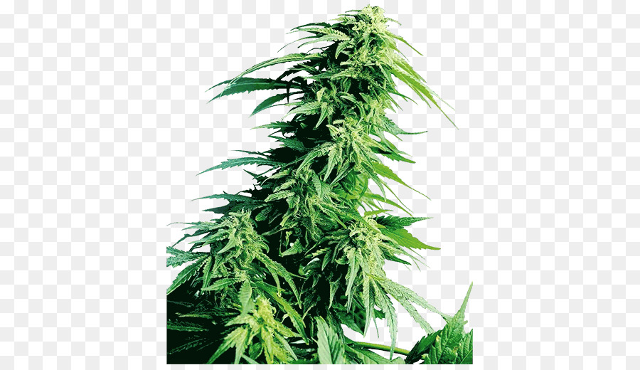 Sensi Semi di Cannabis Seed bank Kush - canapa