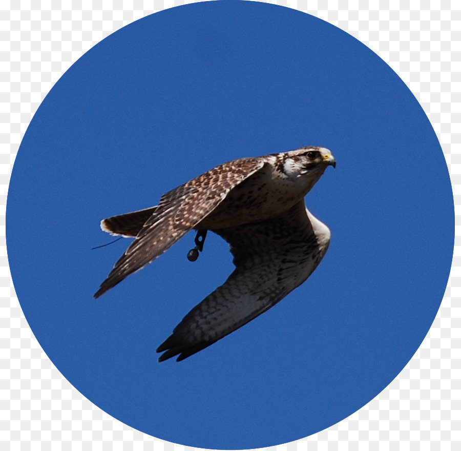 Hawk, Buzzard Eagle Fauna Schnabel - Adler
