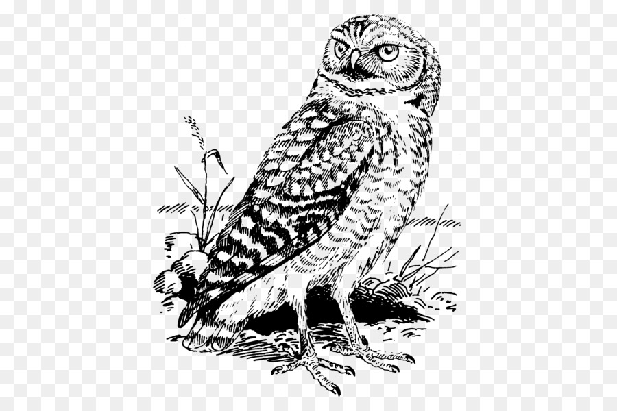 Tawny Eule, Weißkopfseeadler Große Gehörnte Eule Snowy owl - Größe Eule