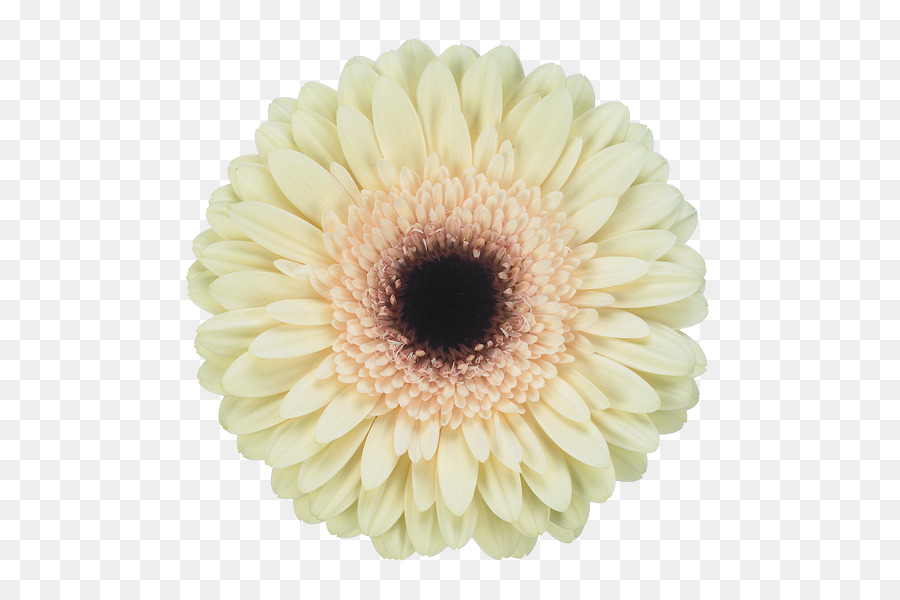 Jac Transvaal daisy. Audiko ist die Chrysantheme Schnittblumen gerbera - Chrysantheme