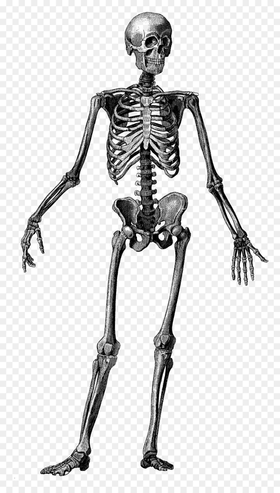 Menschliches Skelett, Menschlicher Körper, Anatomie Knochen - Skelett