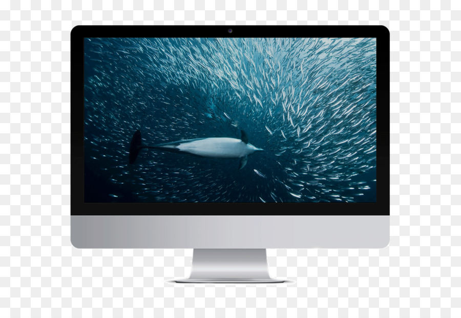 Whale and Dolphin Conservation Society Cetacea Computer-Monitore Tier - Delphin