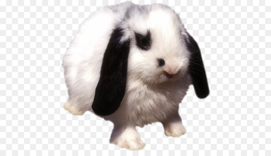 Heimische Kaninchen Leporids Pelztier - Kaninchen