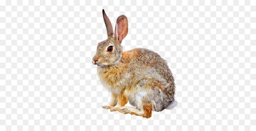 Coniglio Europeo lepre Europea coniglio Coniglietto di Pasqua - coniglietto