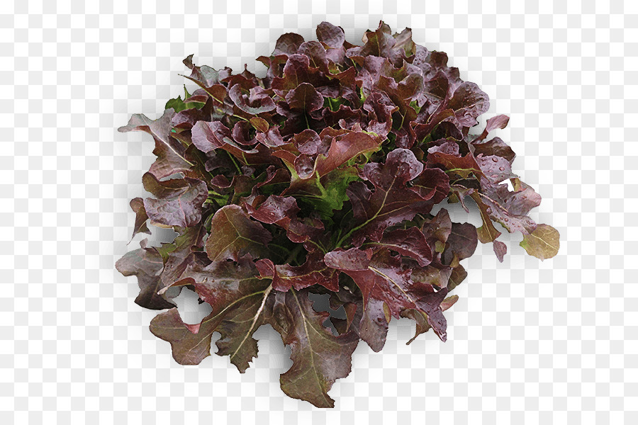 Hydroponics Vegetable Rijk Zwaan Iceberg lettuce Herb - vegetale