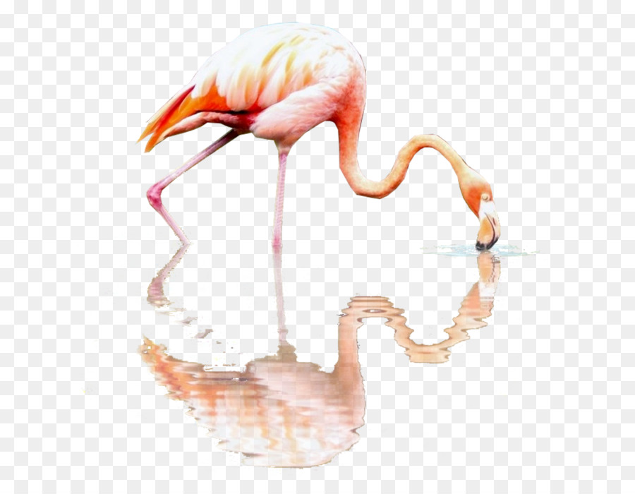 Flamingos RGB-Farbmodell Schnabel - andere
