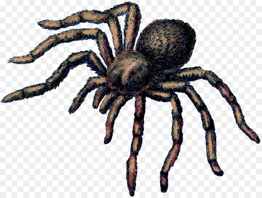 Tarantula nhện Sói Côn trùng động vật trên mặt Đất - côn trùng
