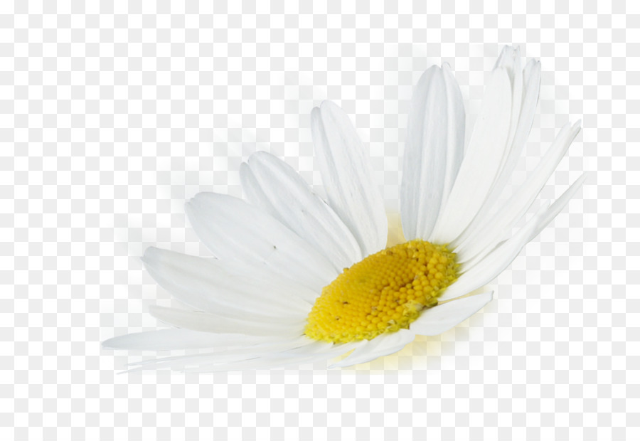 Gemeinsame Gänseblümchen Margerite daisy Desktop Wallpaper Blütenblatt Close-up - Computer