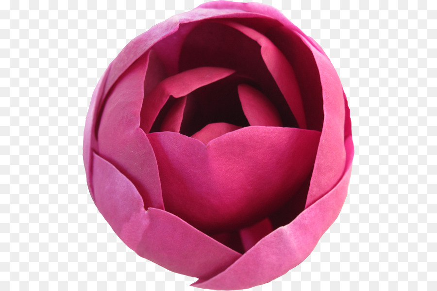 Garten Rosen - Blume