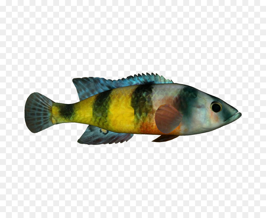 Barsch Fauna Marine Biologie Fisch - Fynbos