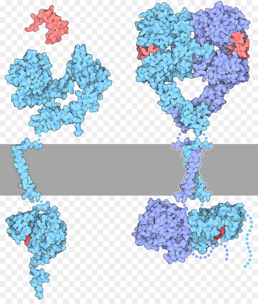 Rezeptor-Tyrosin-kinase Protein-kinase - andere
