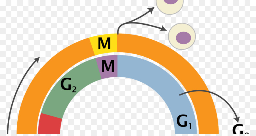 Zellzyklus, Mitose Interphase der Zellteilung - Zygote