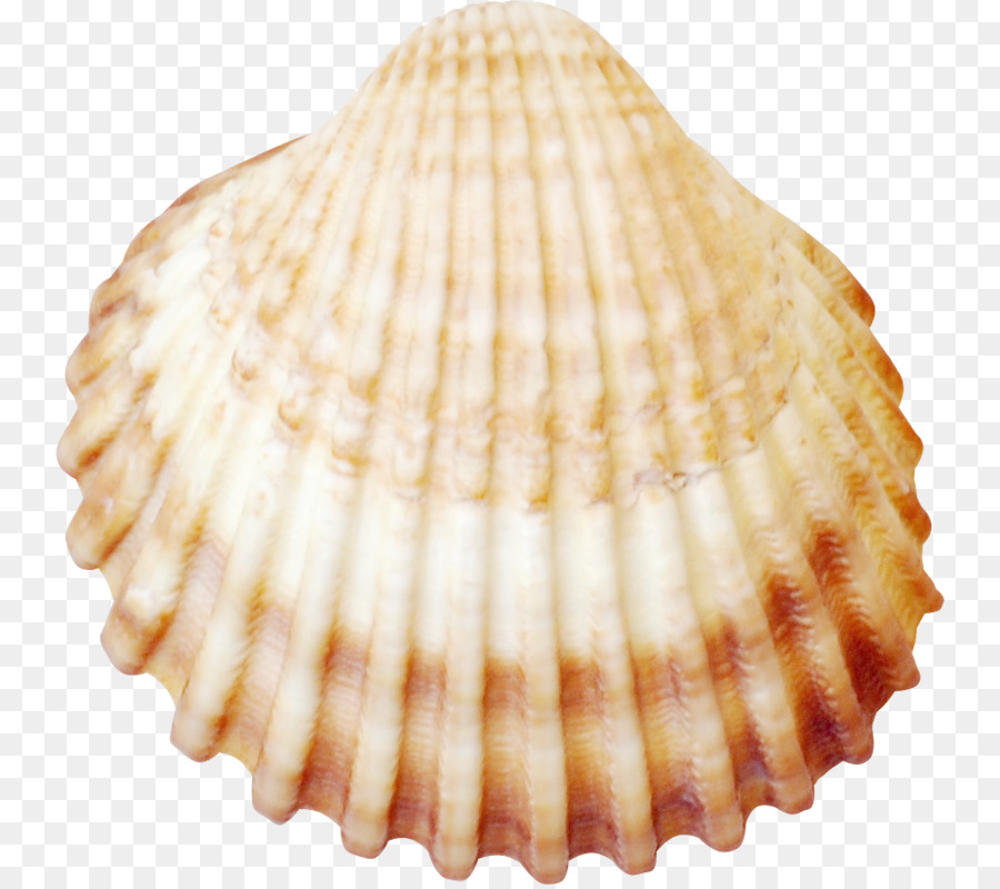 Cockle Seashell Conchology Tellins Veneroida - conchiglia