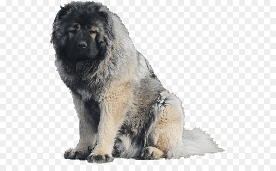 Caucasian Shepherd Dog Estrela Mountain Dog Sarplaninac Hund Rasse deutscher Schäferhund - andere