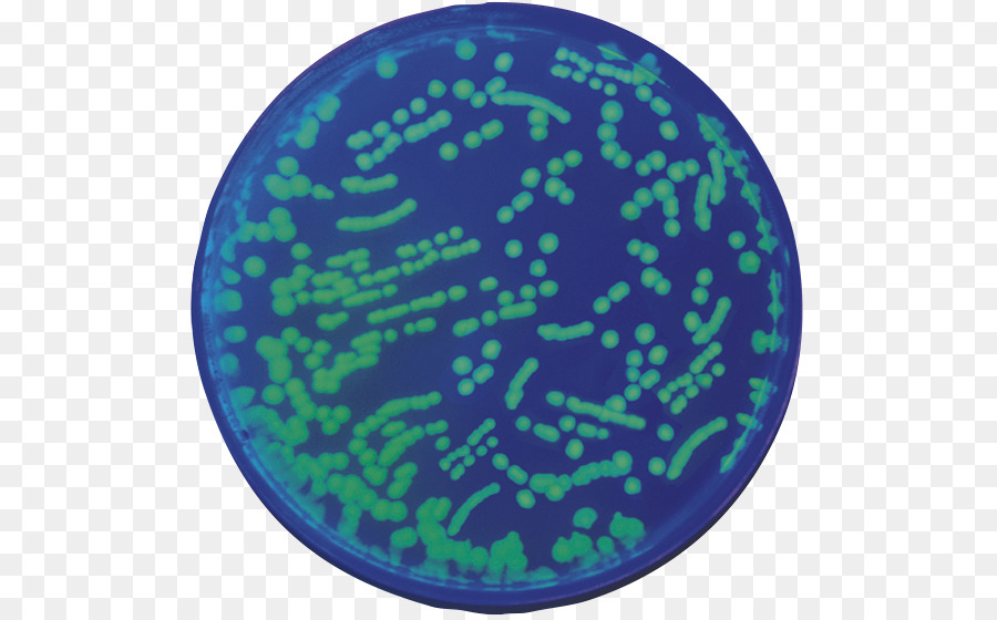 Biotecnologie Fisher Scientific Aalborg Statistiche - coli