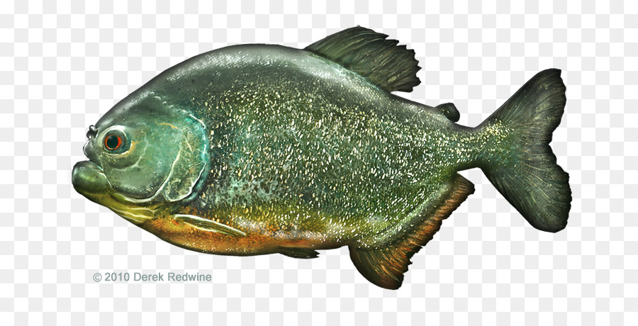Pesce persico biologia Marina Fauna Tilapia pesce azzurro - piranha
