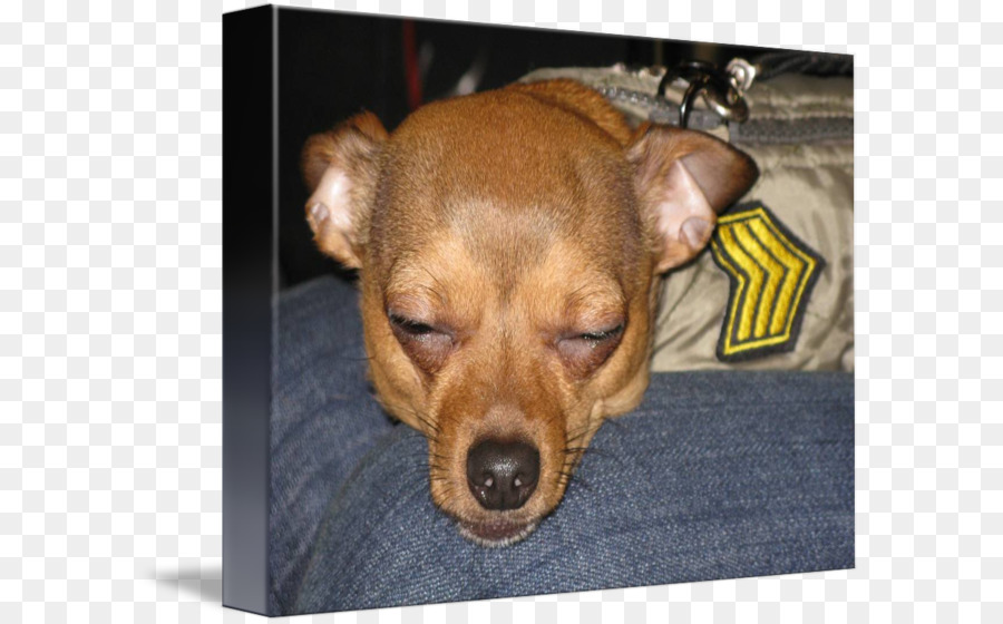 Cane razza Cucciolo Chihuahua in Miniatura Pinscher Imagekind - cucciolo