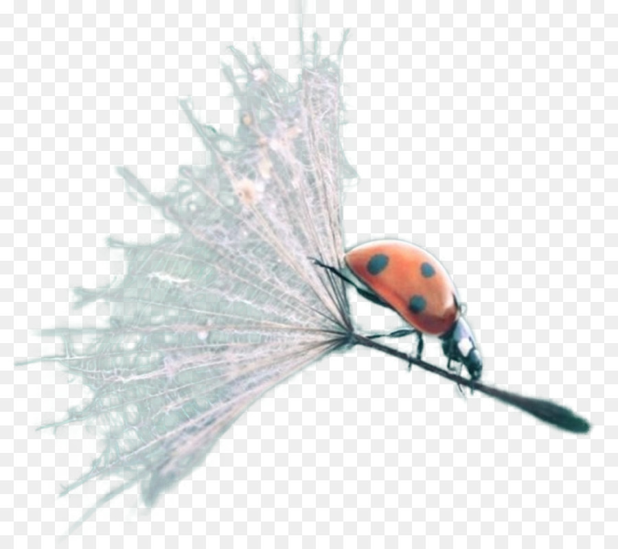 Insetto Lady Bird - insetto