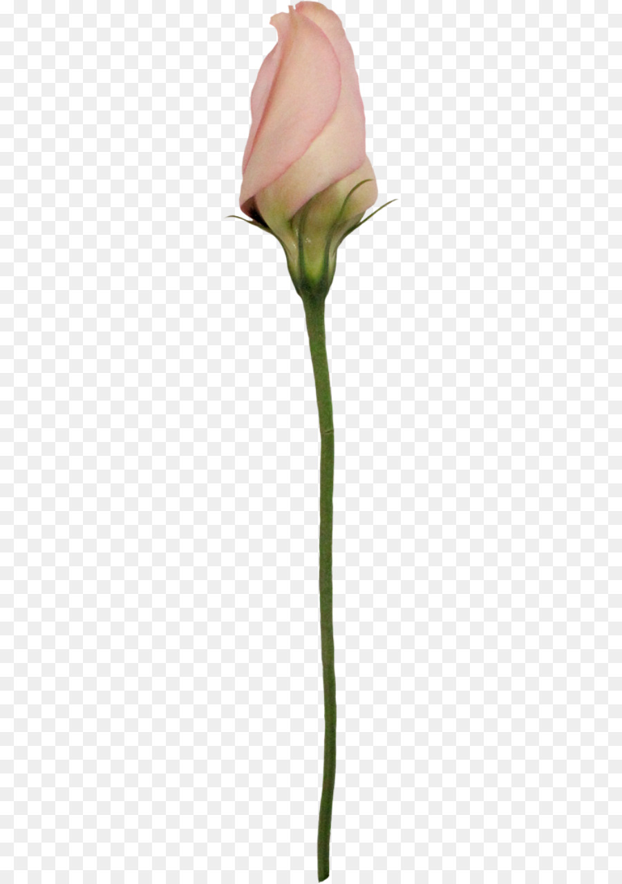 Garten Rosen Schneiden, Blumen Rosa M Bud - Rose