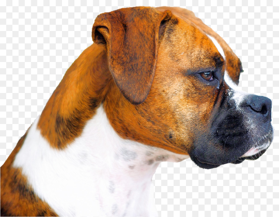 Boxer Mops Welpen Boston Terrier, Englische Bulldogge - Boxerhund
