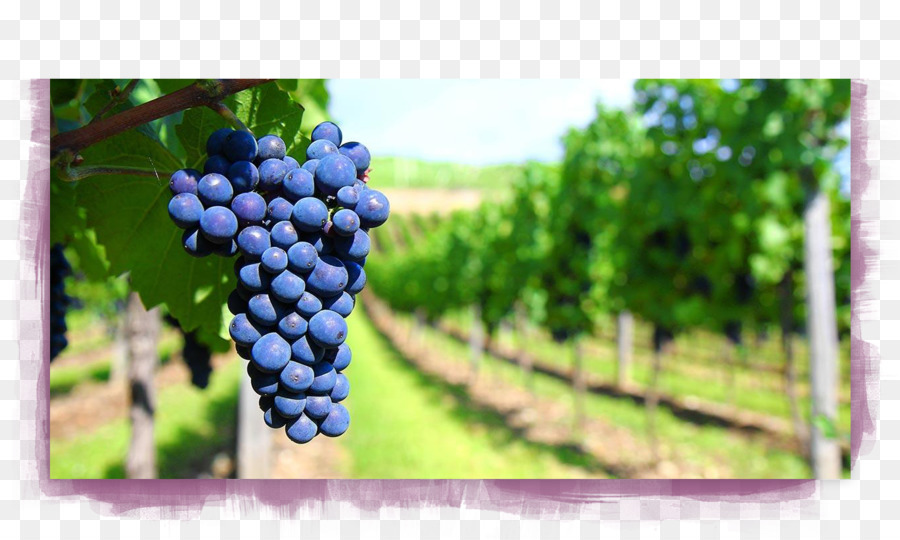 Wine Lambrusco Chianti DOCG Viognier Sangiovese - vino