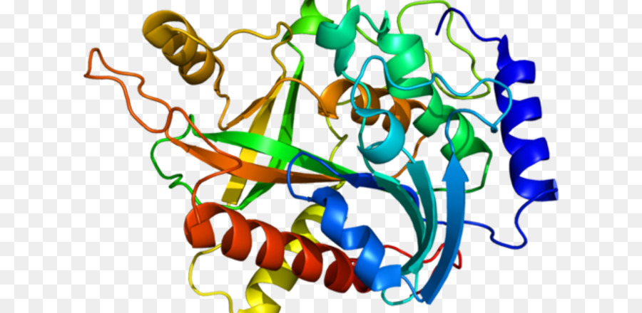 C1GALT1 Proteina di Ricerca, analisi di Mercato - altri