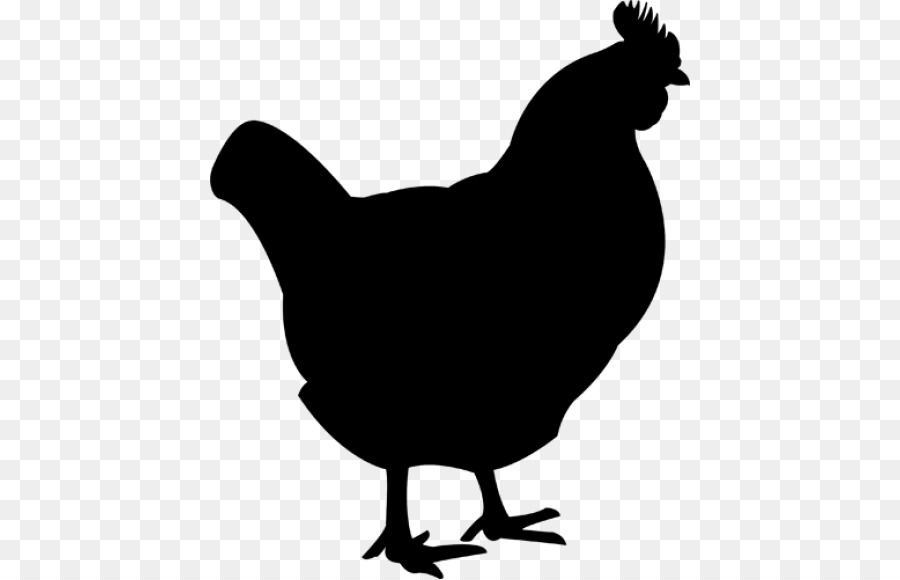 Silkie Plymouth-Rock-Huhn Gebratenes Huhn als Lebensmittel-Buffalo wing - gebratenes Huhn