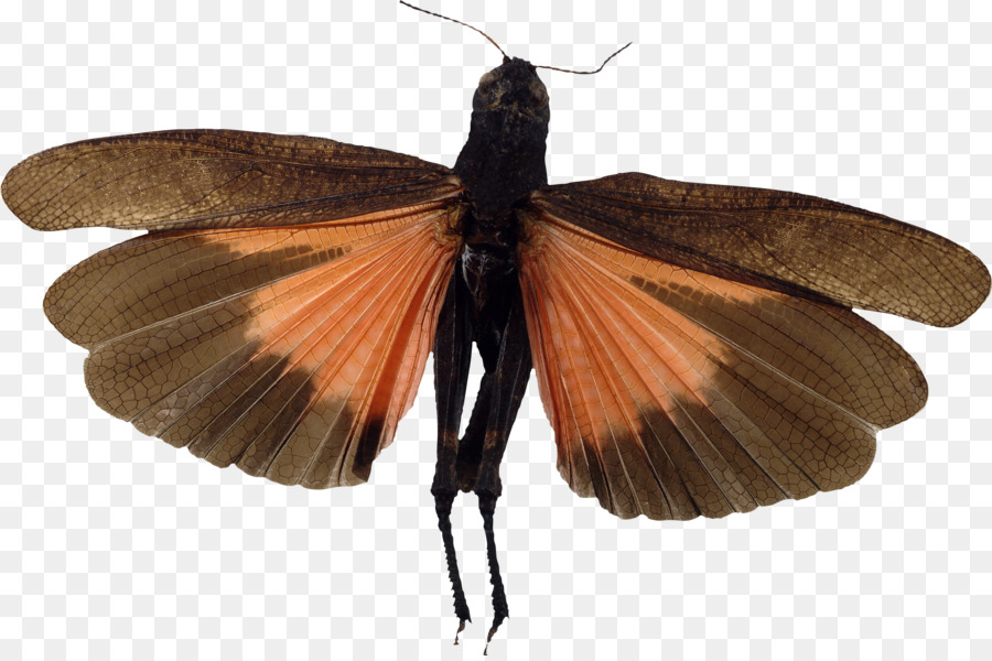 Pinsel footed Schmetterlinge Falter Butterfly Insekt Flügel - Schmetterling