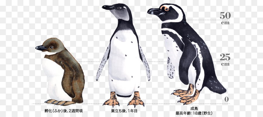 Re pinguino Cartoon Becco Carnivora - pinguino di magellano