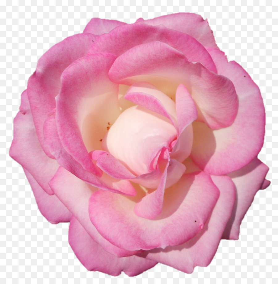 Le rose da giardino di Cavolo rosa Floribunda Fiore - fiore