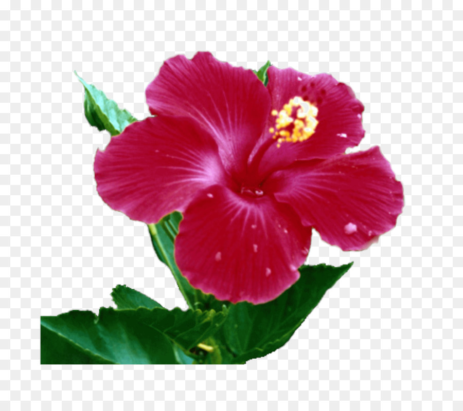 Shoeblackplant Hoa của Đảo Hoa của hòn đảo afghanistan Hoa - hoa