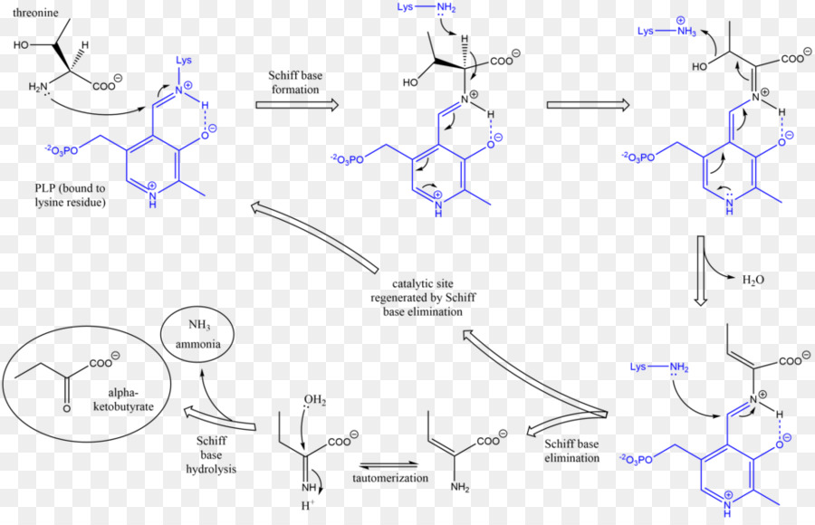 Threonin Ammoniak lyase Enzym - andere