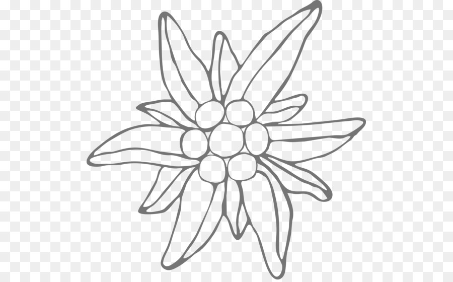 Floral-design-Zeichnung Leontopodium nivale Linie Kunst - andere