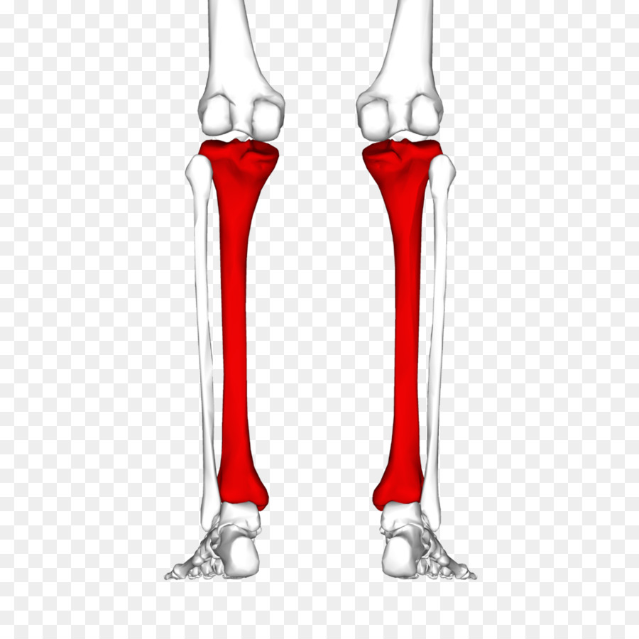 Tibia Joint