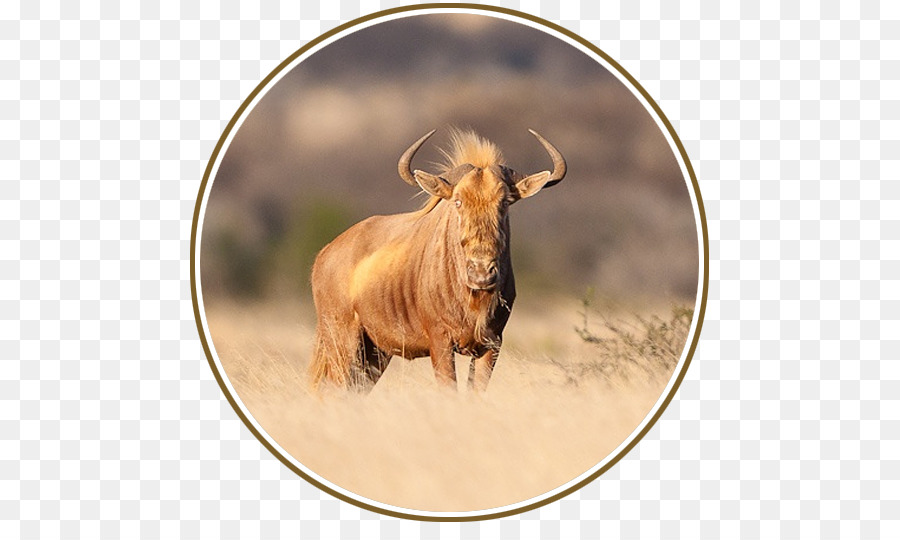 Sud Africa Blue wildebeest Caccia di animali selvatici Investimento - Gnu