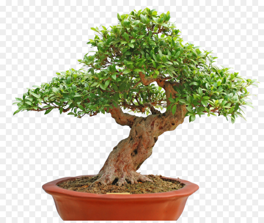 Trong nhà Cây bonsai phong Đỏ Á, đỗ quyên - cây