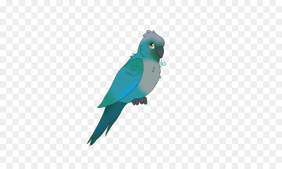 Agapornis Macaw Pappagallo, Piuma blu Cobalto - piuma