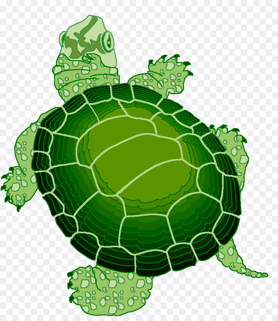 Schildkröte Reptil Animaatio - Schildkröte