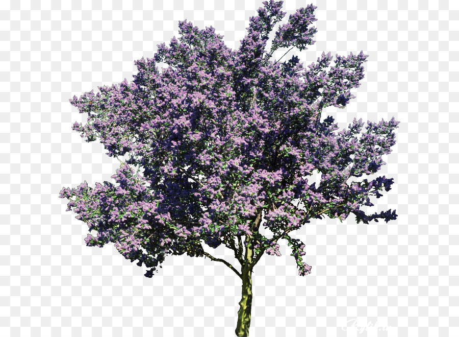 Arbusto Albero Albizia julibrissin macrophanerophytes Propria Casa Immobiliare - albero