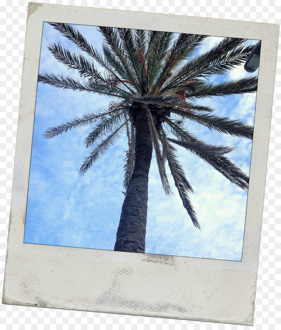 Date palm Bilderrahmen Microsoft Azure Arecaceae Sky plc - wrap up sun Creme