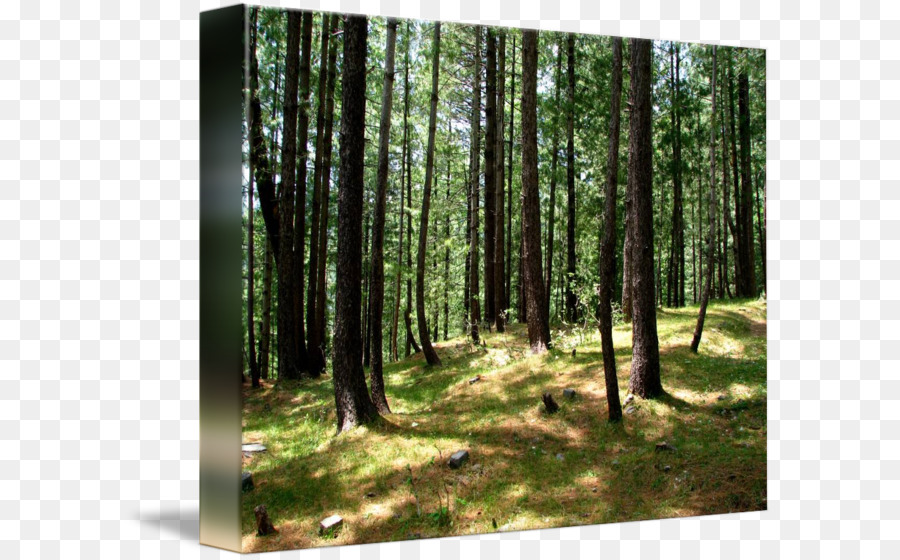 Imagekind Temperate foreste di conifere Arte Tropicale e subtropicale umido boschi di latifoglie - foresta