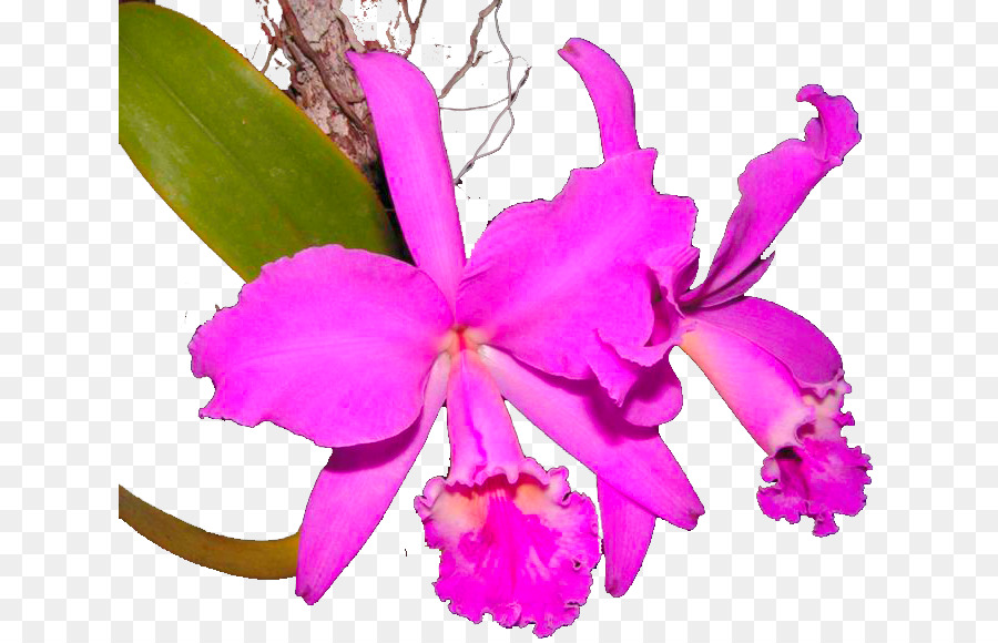 Crimson Cattleya Natale orchidea Chinauta Laelia Orchidee - altri