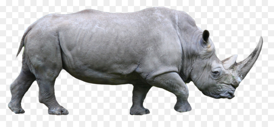 Tê giác Clip nghệ thuật - rhinoblackandwhite