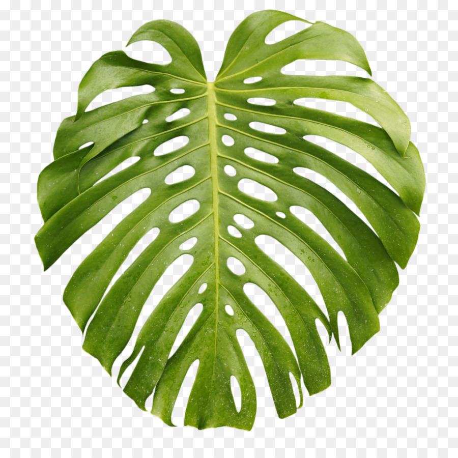 Tropici Arecaceae Foglia ramo di Palma - foglia