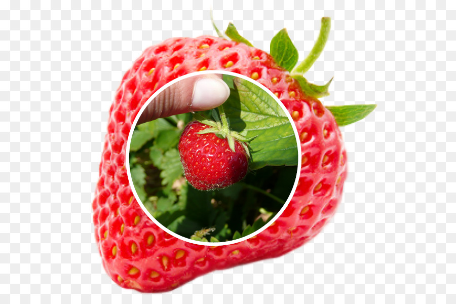 Erdbeer Himbeer Frucht Parfait - Erdbeere