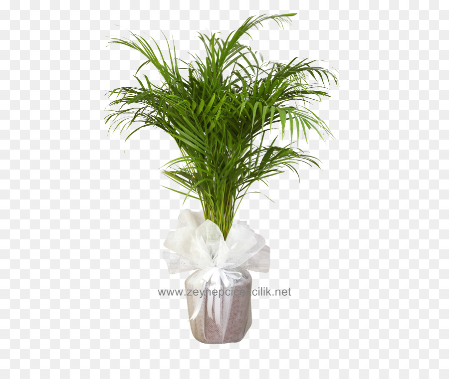 Howea forsteriana Areca palmaceae Arecaceae Chamaedorea Howea belmoreana - albero